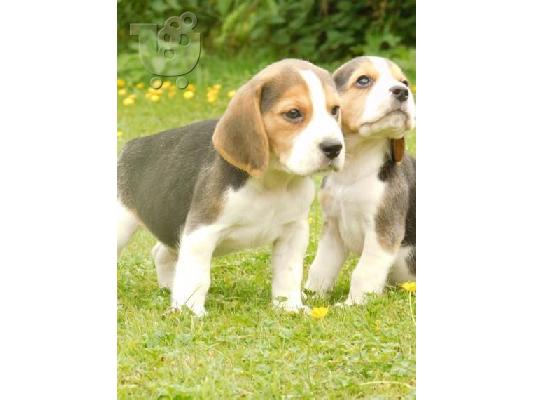 Πανέμορφα κουτάβια Beagle.